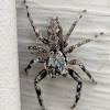 Tan Jumping Spider