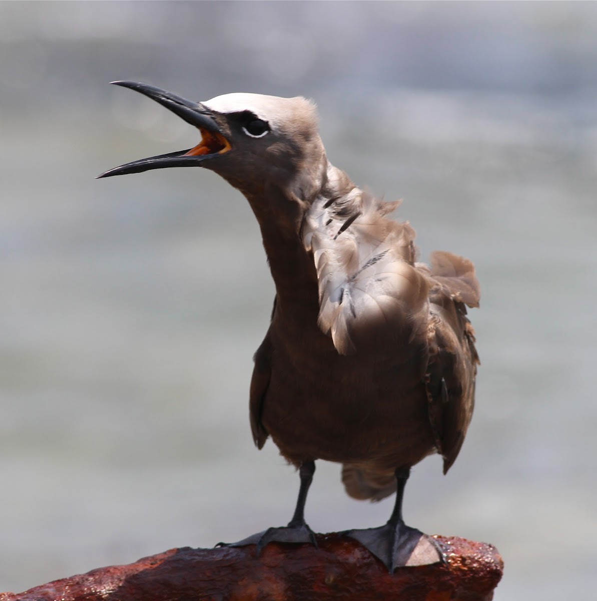 brown noddy