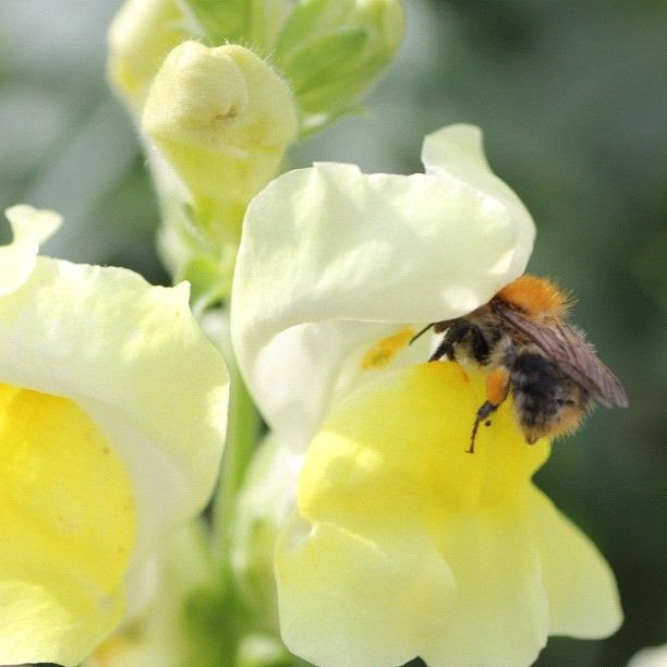 Inilah 10 Bunga Kesukaan Lebah Madu Dalam Penyerbukan ...