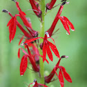 cardinal flower