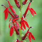 cardinal flower