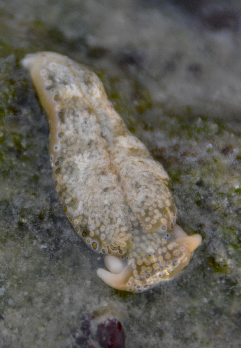 Sap Sucking Sea Slug