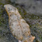 Sap Sucking Sea Slug