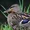 Mallard Duck (Female)