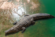 An unknown number of Nile crocodiles escaped from a breeding farm on the Breede River in the Cape winelands. Stock photo.