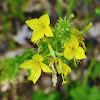 Lesser Four-point Evening-primrose