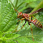 Paper Wasp