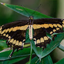 Western Giant Swallowtail