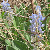 Sky Blue Lupine