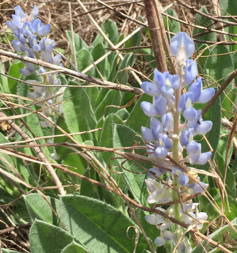 Sky Blue Lupine