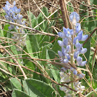 Sky Blue Lupine