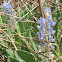 Sky Blue Lupine