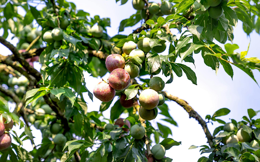 Early Season Plums Preview 1