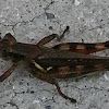 grasshopper