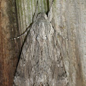 Convolvulus hawkmoth