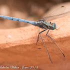 Epaulet Skimmer