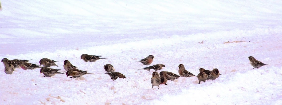 Common Redpoll