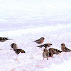 Common Redpoll