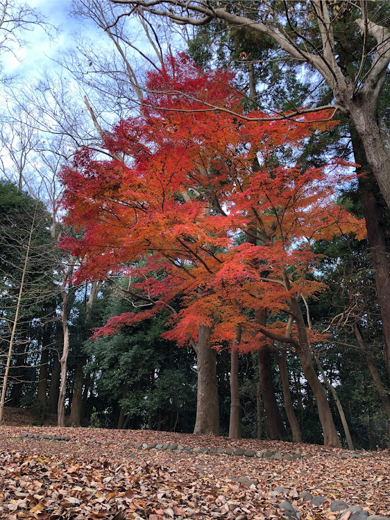 の投稿画像4枚目