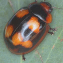 Leaf beetle