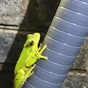 American tree frogs