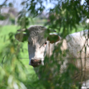 The Cow Behind the Willow