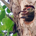 Young Green Woodpeckers