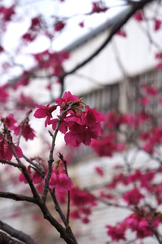 【無極天元宮】北海岸景點推薦.三芝櫻花季