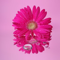 Pink gerbera di 