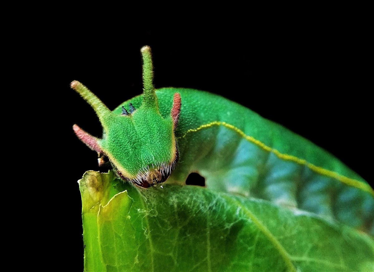 Charaxes solon (black rajah)