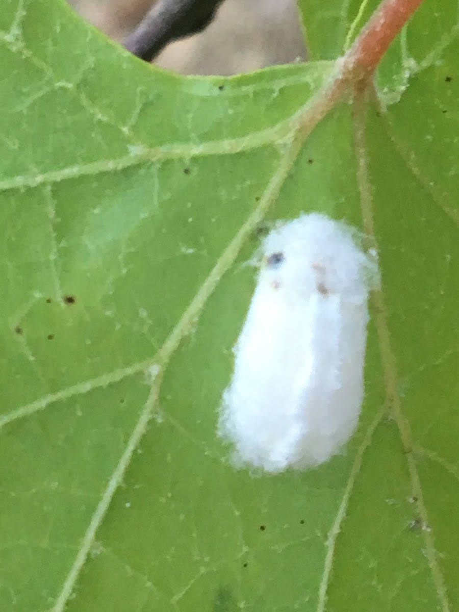 Apple Mealybug nest