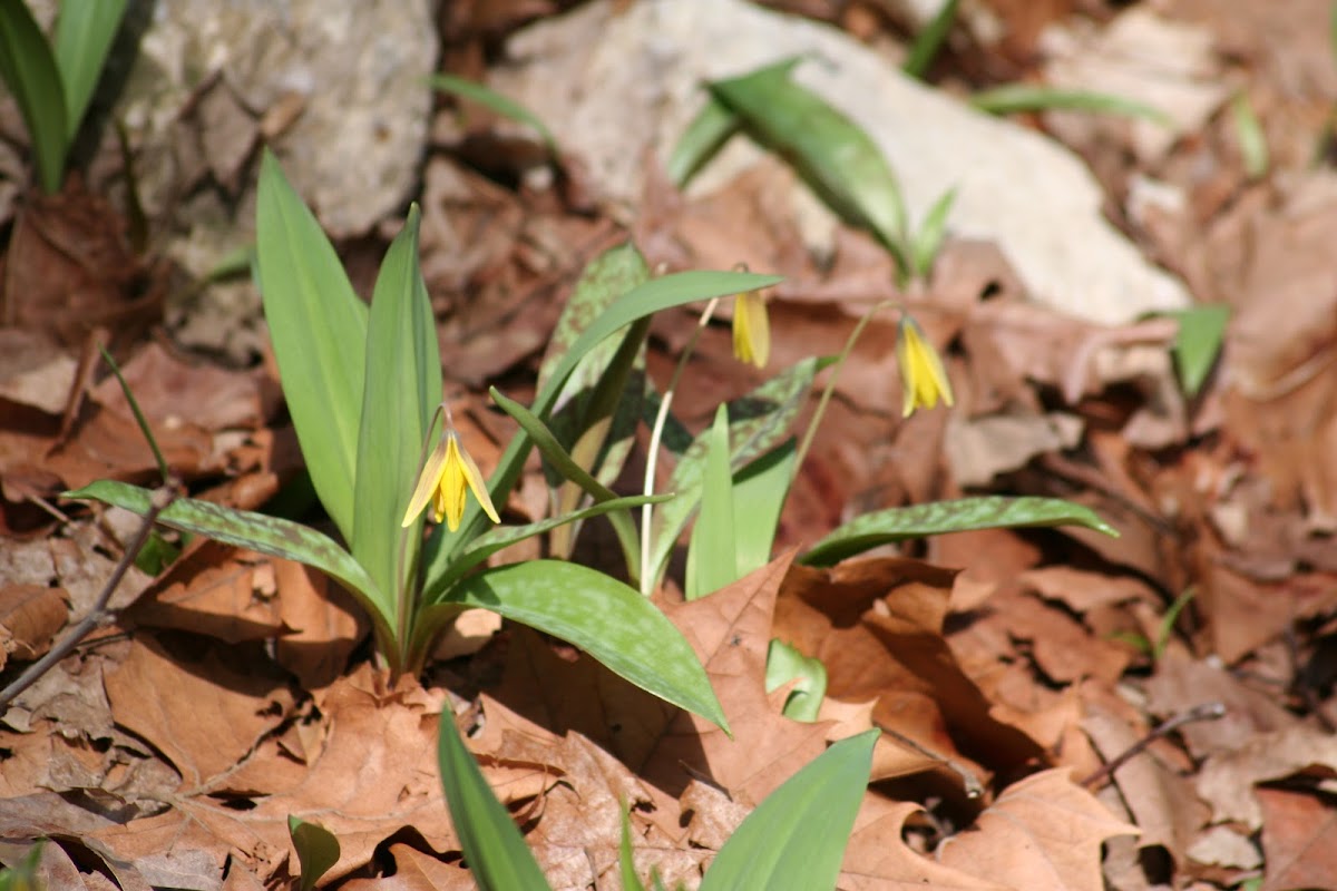 American Trout-Lily