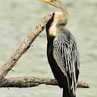 Darter  or Snakebird