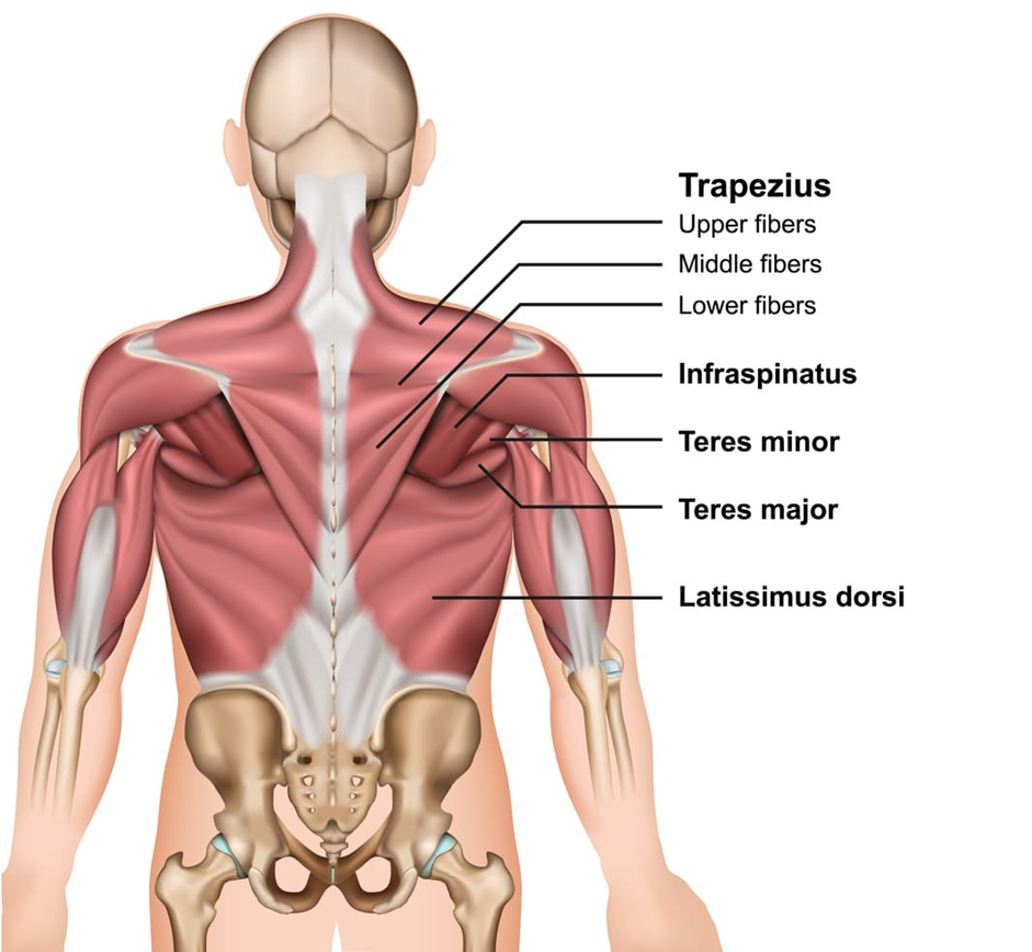 Suitcase Deadlift muscles worked back muscles