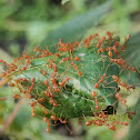 Asian weaver ant