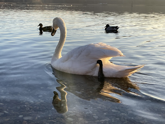 Lago d’inverno  di Abelnicola