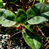 Trailing Arbutus