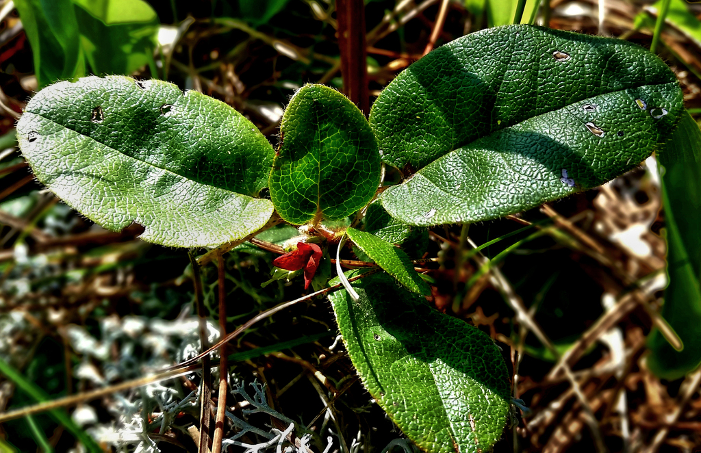 Trailing Arbutus