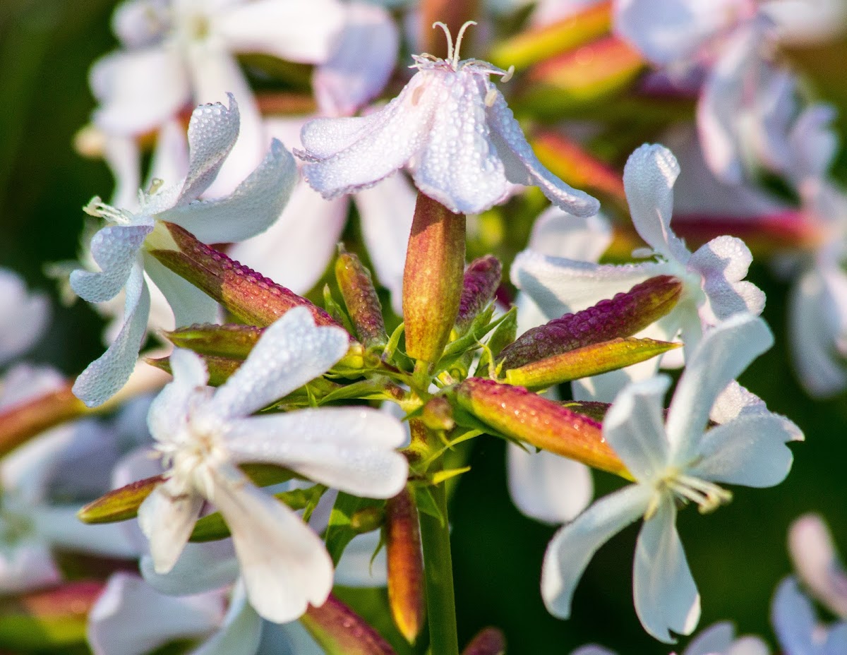 Wild Sweet William, wild blue phlox, woodland phlox