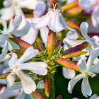 Wild Sweet William, wild blue phlox, woodland phlox