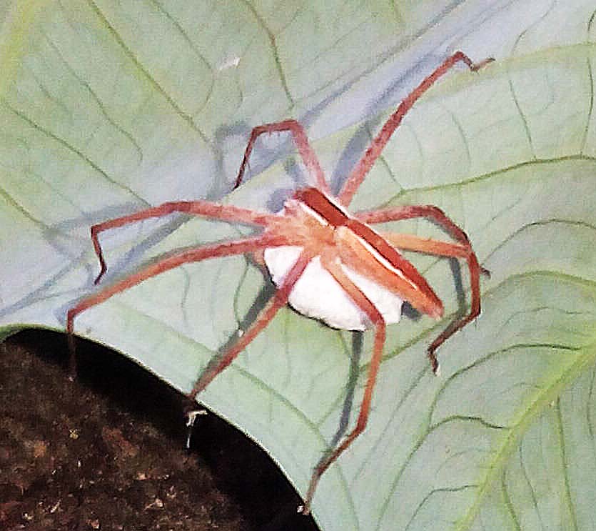 Nursery Web Spider