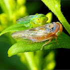 Leafhoppers