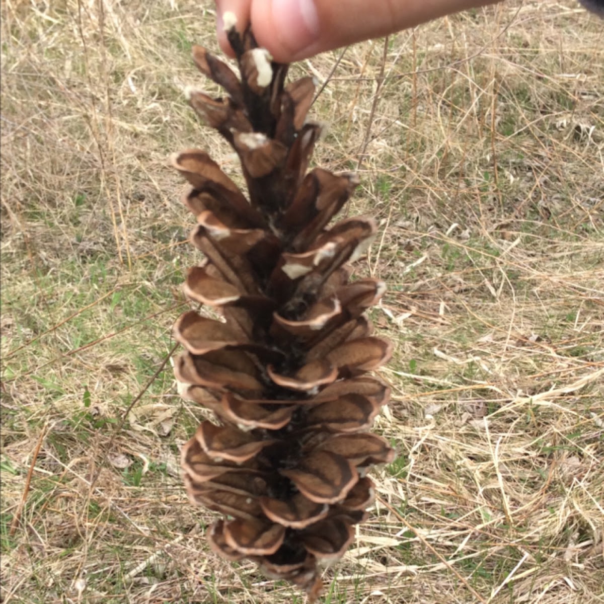 Pinecone