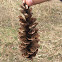 Pinecone