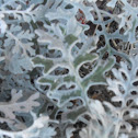 white oak plant