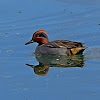 Common Teal