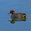 Common Teal