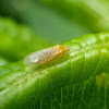 Psyllid