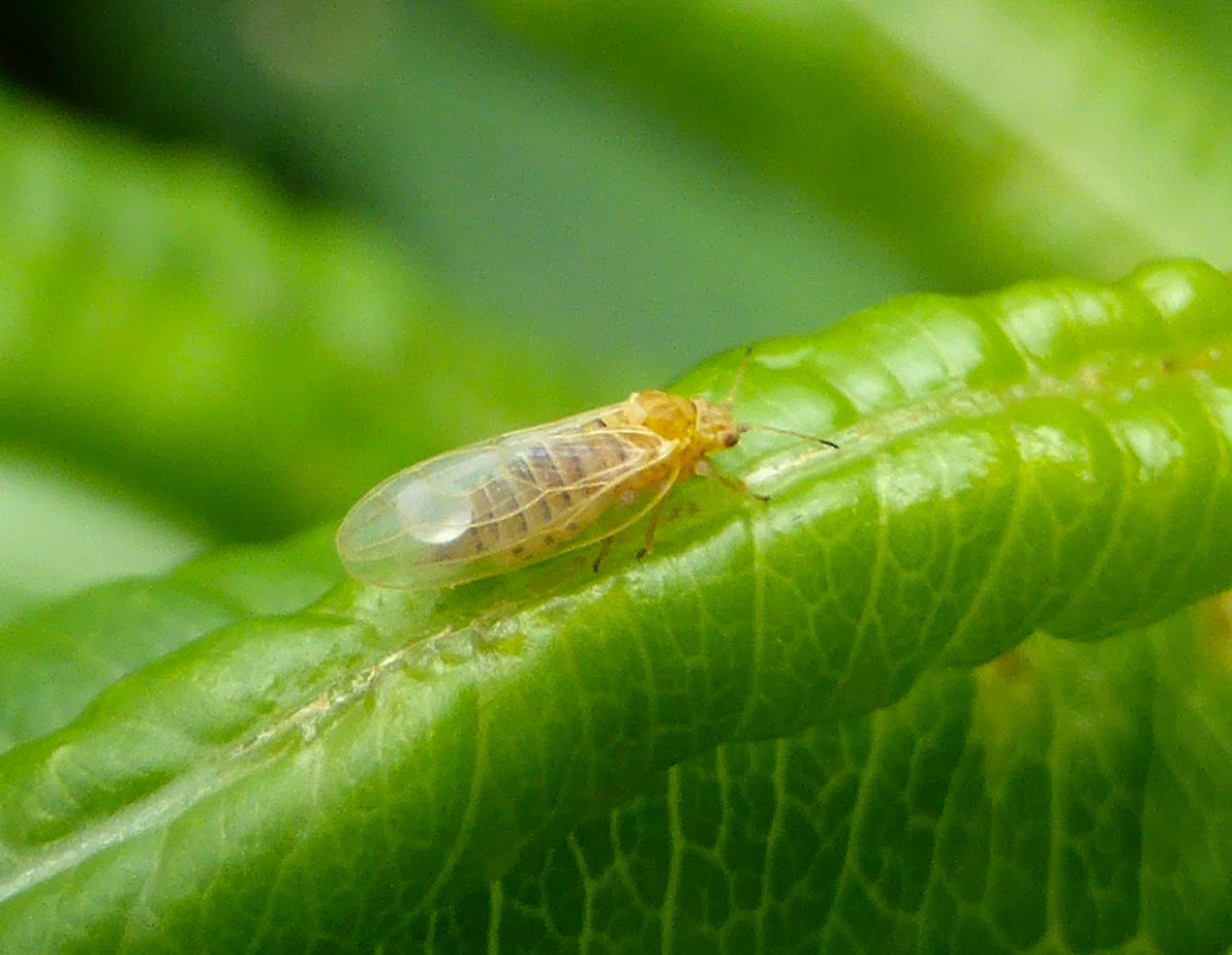 Psyllid