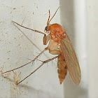 Fungus Gnat